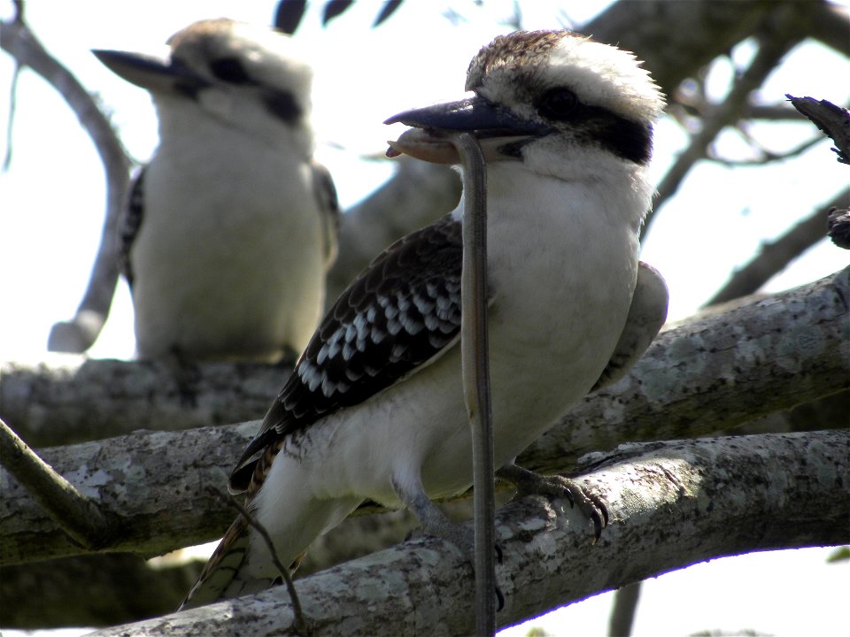 Laughing kookaburra with a snake, Queensland