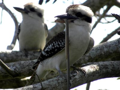 Laughing kookaburra with a snake, Queensland photo