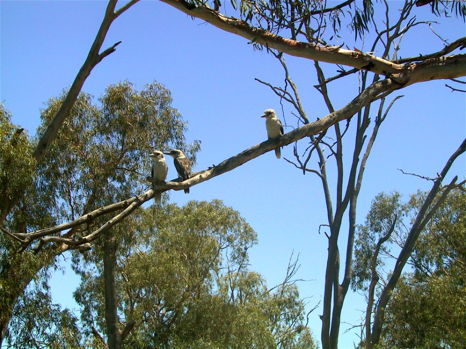 Kookaburras Dacelo novaeguineae, beside Murray River, New South Wales