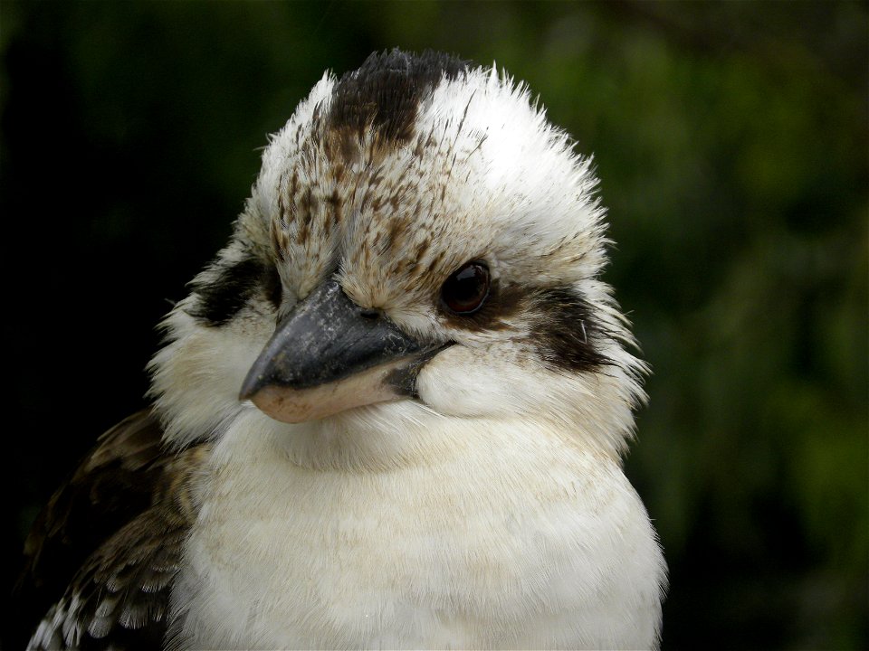 Laughing Kookaburra (Dacelo novaeguineae)