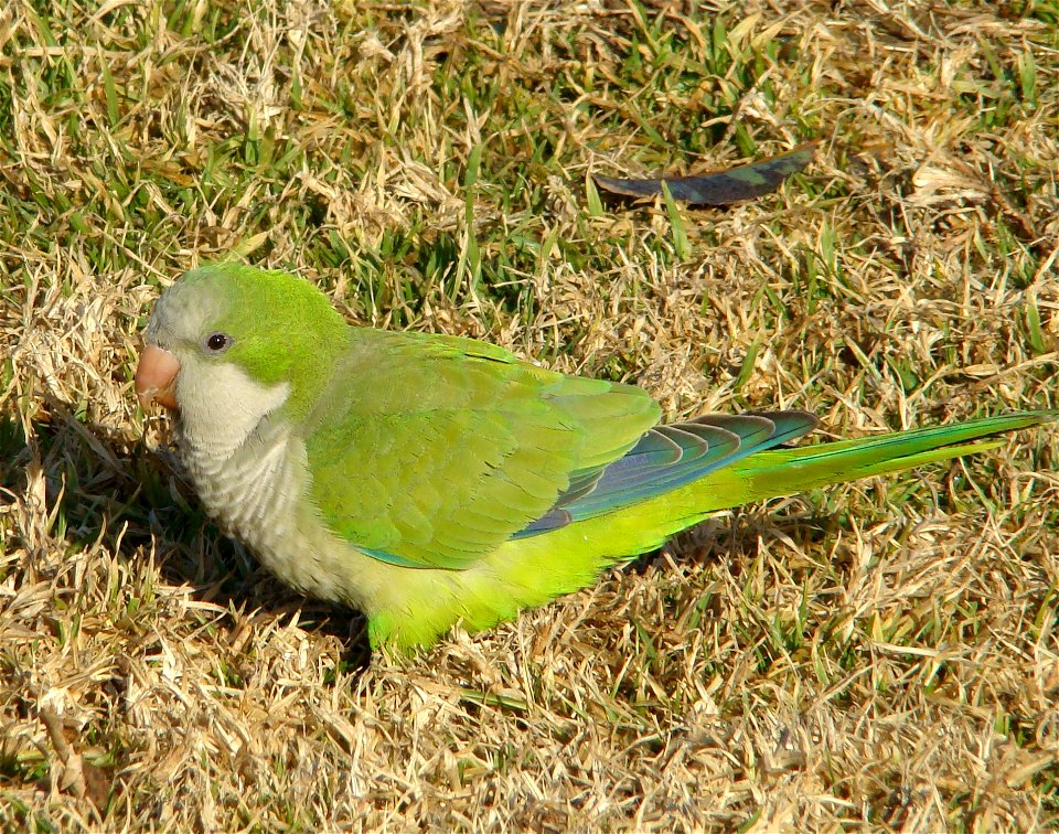 Monk Parakeet or Quaker Parrot (Myiopsitta monachus)) on short grass.