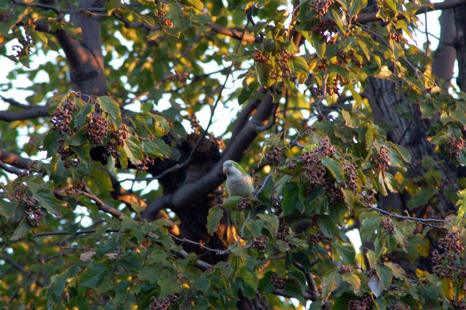 Monk Parakeet, also known as the Quaker Parrot, in a tree in Paraguay.