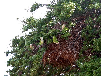 Nest of a small colony of monk parakeets in Dallas, TX, USA