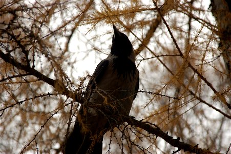 A hooded crow (Corvus cornix) in the Central Botanical Garden in Kiev
