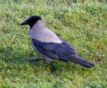 Hooded Crow feeding photo