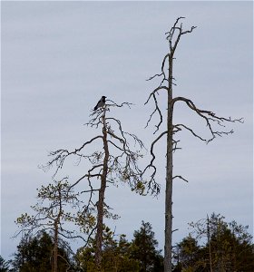 Hooded Crow (Corvus cornix). photo