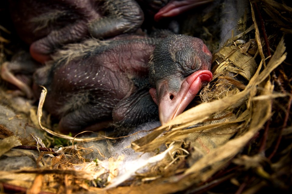 Crow babies 10 days after birth ( Moscow, Russia, May 2010)