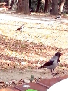 Yılzıd Parkı'nda kargalar