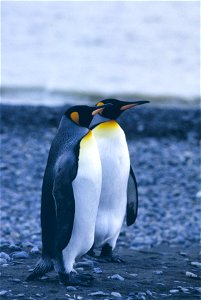 King Penguins at Fortuna Bay. South Georgia Island. 1994-95 Austral Summer.