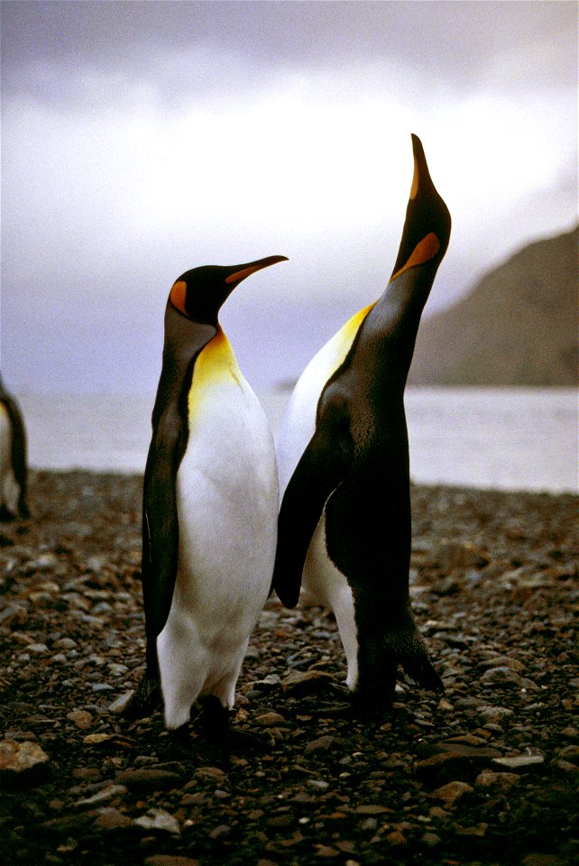Two king penguins in South Georgia Island. Original caption: "King Penguin singing".