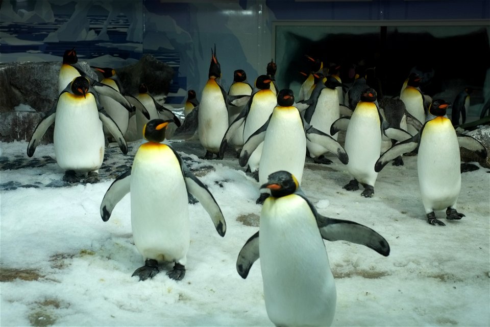 Colony of Emperor Penguins at Kelly Tarlton's