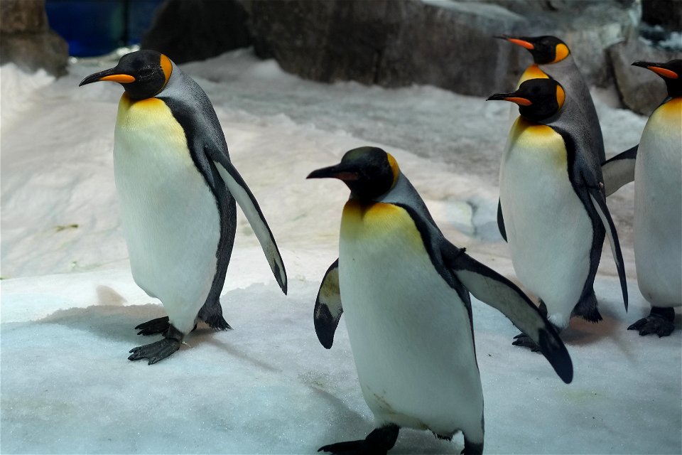 Emperor Penguins walking along at Kelly Tarlton's