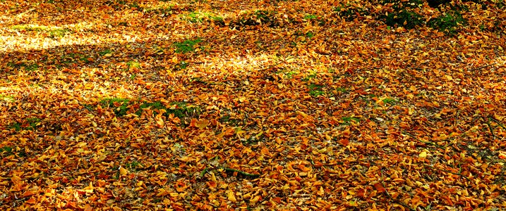 Autumn mood landscape