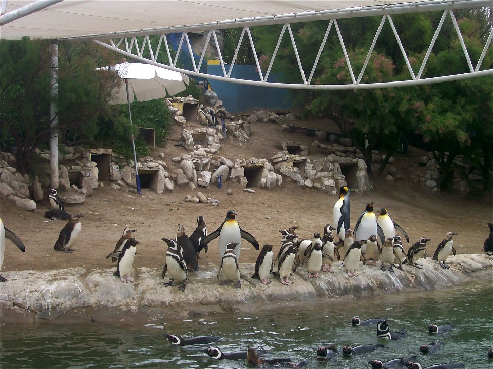 Penguins