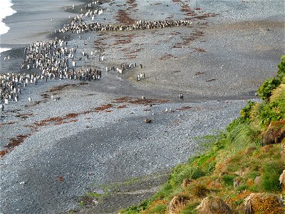 King penguins on a Macquarie Island beach photo