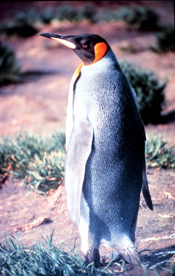 KingPenguinAustralia