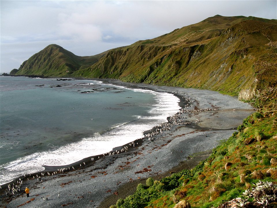 View over Macquarie Island beach (with Royal and King Penguins)
