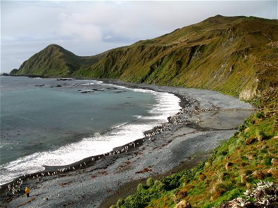 View over Macquarie Island beach (with Royal and King Penguins)