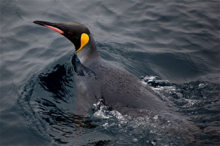 King penguin. Southern Ocean, Drake's Passage area.