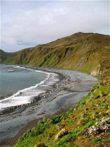 View over Macquarie Island beach (with Royal and King penguins)