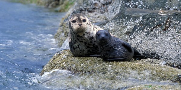 Harbor seal and pup. Note barnacle encrusted rocks ending at higher reaches of tide. photo
