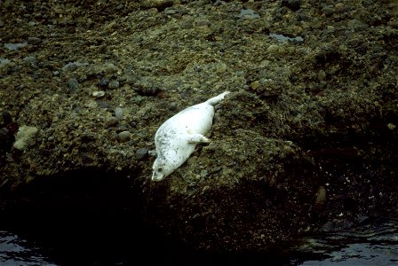 Image title: Harbor seal on the rocks just before entering the water
Image from Public domain images website, http://www.public-domain-image.com/full-image/fauna-animals-public-domain-images-pictures/