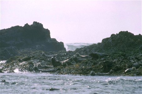 Harbor seals at haulout. photo