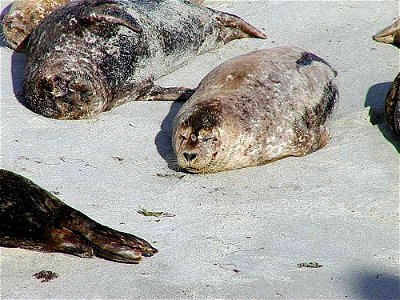 Image title: Seals on sand on beach
Image from Public domain images website, http://www.public-domain-image.com/full-image/fauna-animals-public-domain-images-pictures/seals-and-sea-lions-public-domain