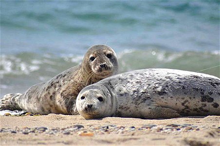 Image title: Seals pair male and female
Image from Public domain images website, http://www.public-domain-image.com/full-image/fauna-animals-public-domain-images-pictures/seals-and-sea-lions-public-do