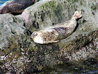 Image title: Seals rock barnicles ocean
Image from Public domain images website, http://www.public-domain-image.com/full-image/fauna-animals-public-domain-images-pictures/seals-and-sea-lions-public-do