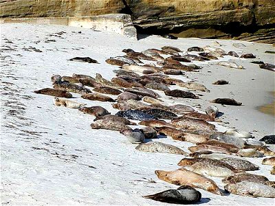 Image title: Seals sand beach
Image from Public domain images website, http://www.public-domain-image.com/full-image/fauna-animals-public-domain-images-pictures/seals-and-sea-lions-public-domain-image