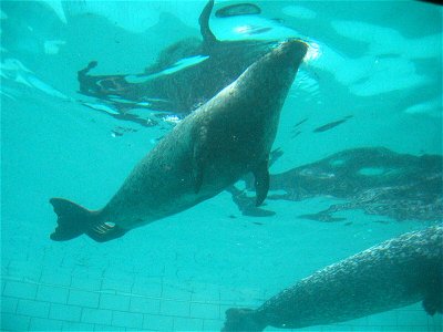 Phoca vitulina in aquarium photo