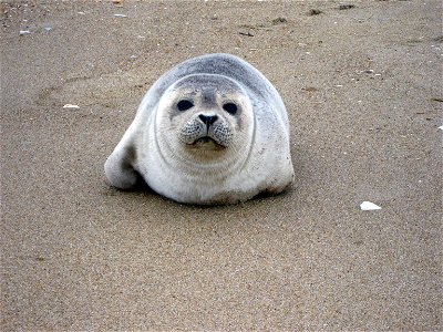 Photo of the Week - 01/10/11 Seal pup at Back Bay National Wildlife Refuge in Virginia. Credit: USFWS http://www.fws.gov/backbay/ photo