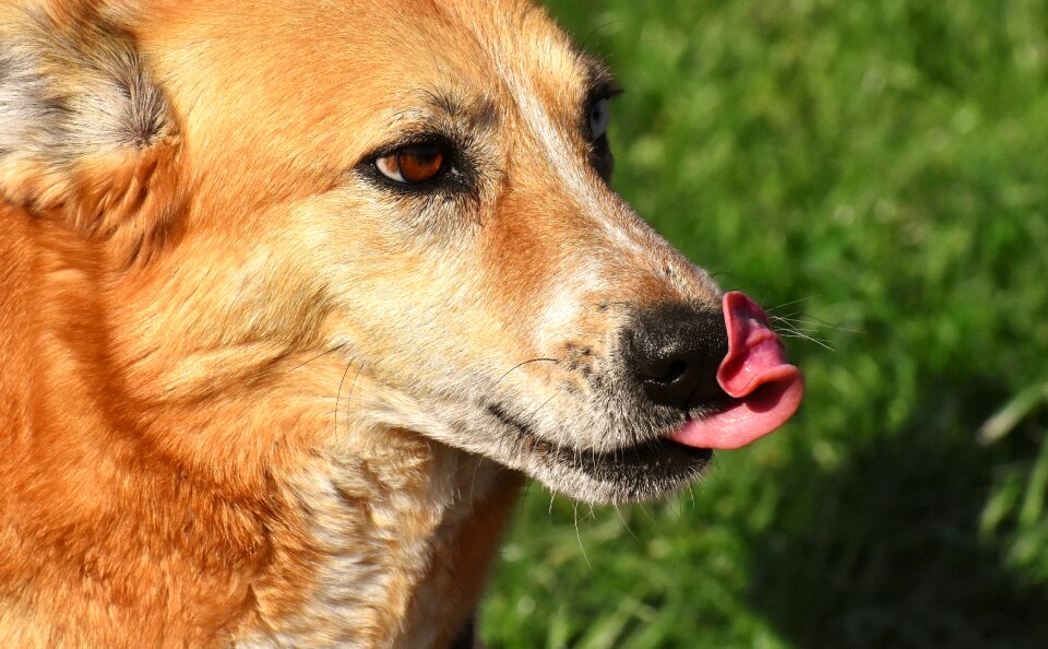 Pet brown good aiderbichl