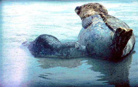 Image title: Seal female with her cub
Image from Public domain images website, http://www.public-domain-image.com/full-image/fauna-animals-public-domain-images-pictures/seals-and-sea-lions-public-doma