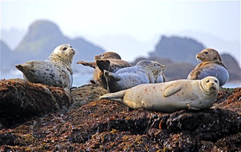 Located off the 1,100 miles of California coastline, the California Coastal National Monument comprises more than 20,000 small islands, rocks, exposed reefs, and pinnacles between Mexico and Oregon. T photo