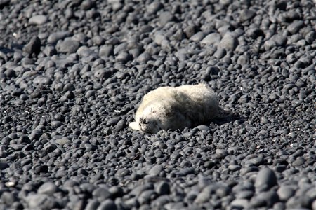 First seal pup of the season seen at Yaquina Head this week! Photos: The first seal pup of the season was spotted April 1, 2015, on the cobble beach at Yaquina Head Outstanding Natural Area. The firs photo