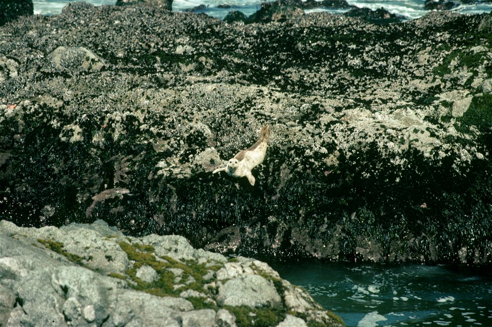 Pacific harbor seal (Phoca vitulina) diving to the water below from an algae-covered rock ledge exposed at low tide. California, Bodega Bay area.