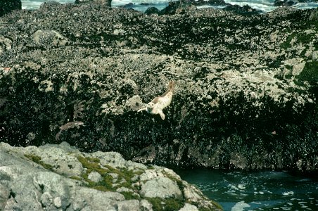 Pacific harbor seal (Phoca vitulina) diving to the water below from an algae-covered rock ledge exposed at low tide. California, Bodega Bay area. photo