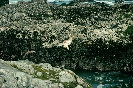 Pacific harbor seal (Phoca vitulina) diving to the water below from an algae-covered rock ledge exposed at low tide. California, Bodega Bay area.