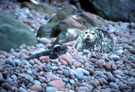 Image title: Harbor seal and pup on buldir island aleutians
Image from Public domain images website, http://www.public-domain-image.com/full-image/fauna-animals-public-domain-images-pictures/seals-and