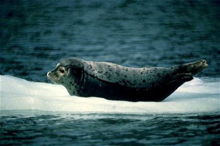 Image title: Harbor Seal Phoca vitulina on patch of ice floating in water, Yukon Delta NWR Image from Public domain images website, http://www.public-domain-image.com/full-image/fauna-animals-public-d photo