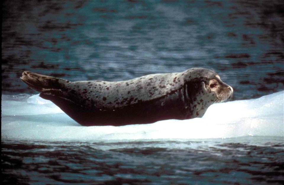 Image title: Harbor Seal Phoca vitulina, Yukon Delta NWR
Image from Public domain images website, http://www.public-domain-image.com/full-image/fauna-animals-public-domain-images-pictures/seals-and-se