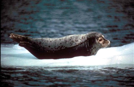 Image title: Harbor Seal Phoca vitulina, Yukon Delta NWR Image from Public domain images website, http://www.public-domain-image.com/full-image/fauna-animals-public-domain-images-pictures/seals-and-se photo