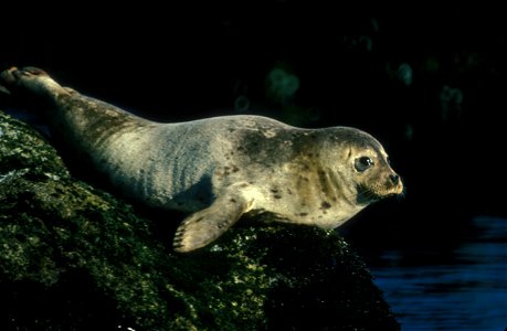 Image title: Harbor Seal rests on an offshore rock, northern California coast Image from Public domain images website, http://www.public-domain-image.com/full-image/fauna-animals-public-domain-images- photo