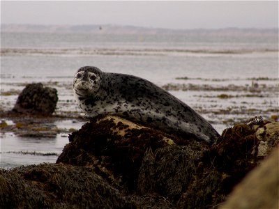 Harbor Seal at Monterey, CA photo