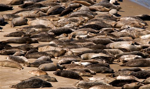 Harbor seals in Alsea Bay
Harbor Seals can be found year round on Oregon Islands National Wildlife Refuge

Photo courtesy of Roy W. Lowe