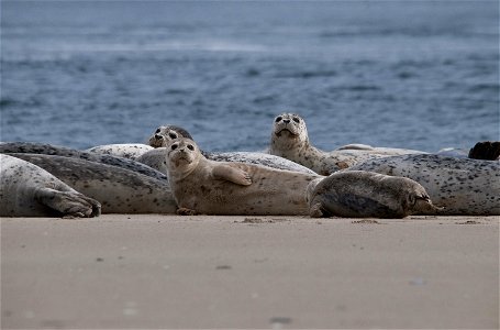 Harbor seals soak up the sun on a beach in the Oregon Coast National Wildlife Refuge complex. (Roy W. Lowe/USFWS) photo