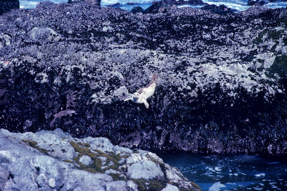 Pacific harbor seal (Phoca vitulina) diving to the water below from an algae-covered rock ledge exposed at low tide[1] photo