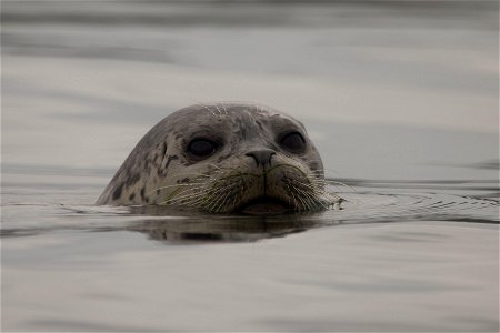 Harbor Seal You are free to use this image with the following photo credit: Peter Pearsall/U.S. Fish and Wildlife Service photo